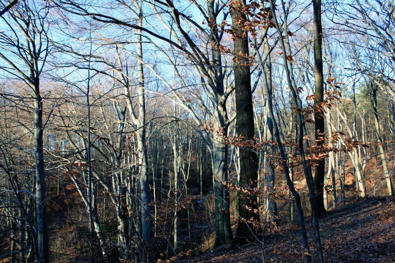 Ferienwohnung Natur Und Kunst ドレスデン エクステリア 写真