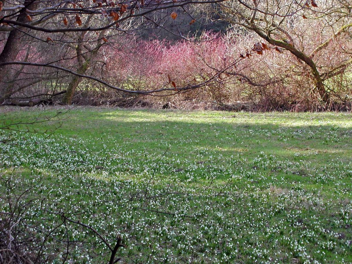 Ferienwohnung Natur Und Kunst ドレスデン エクステリア 写真