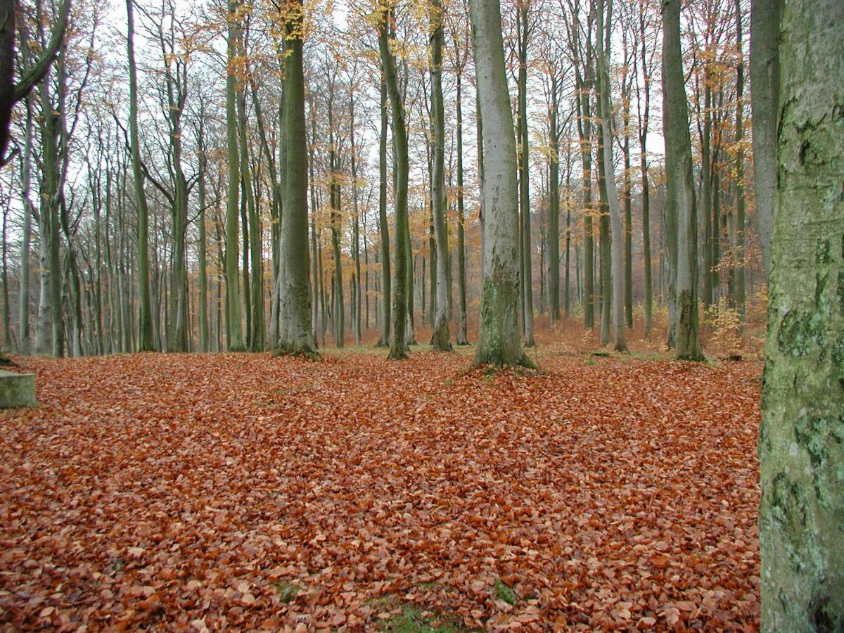 Ferienwohnung Natur Und Kunst ドレスデン エクステリア 写真